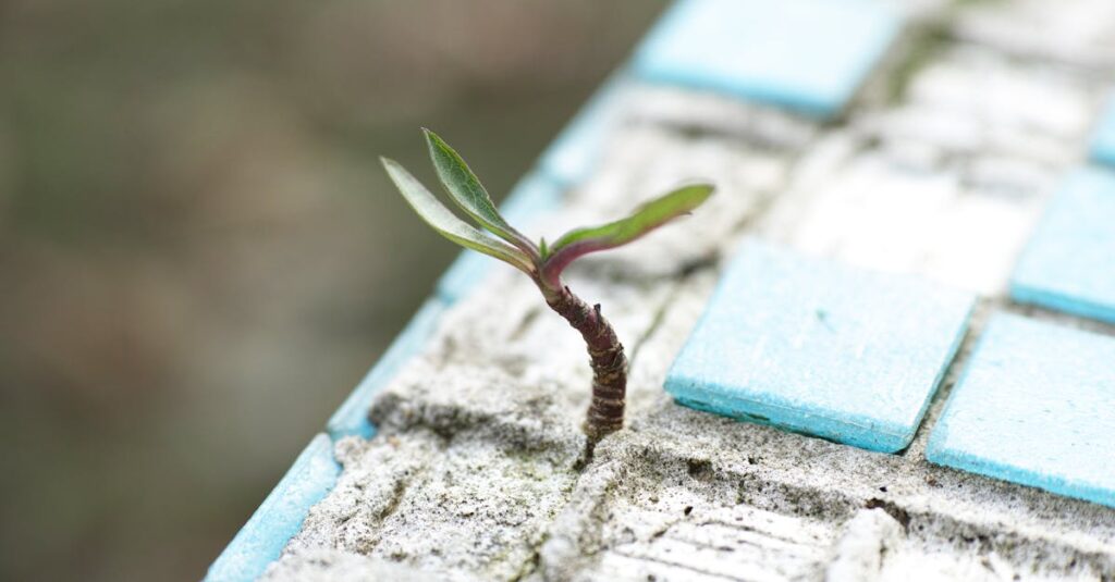 A sprout pushes through worn blue cement tiles, symbolizing resilience and new life.