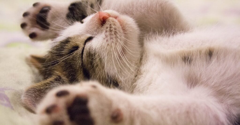 A close-up shot of a cute kitten sleeping peacefully on a soft surface.